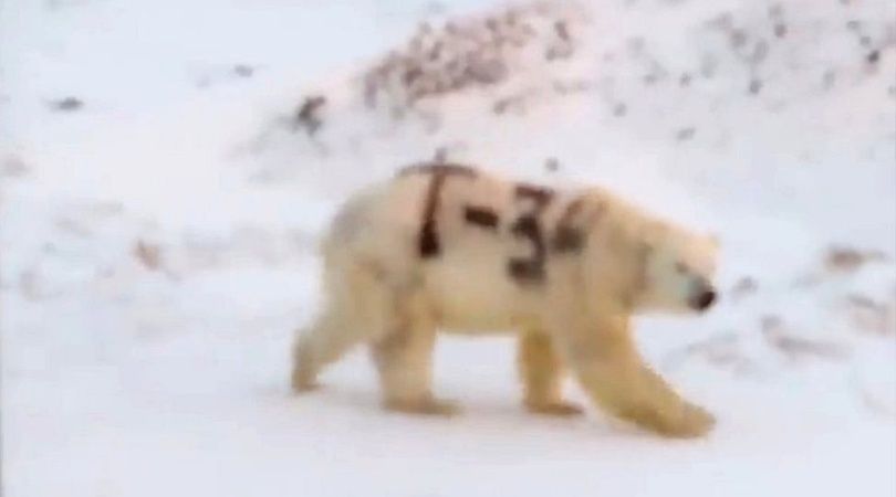 Conmoción por la aparición de un oso polar con los caracteres "T-34" pintados