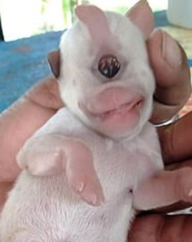 El impactante nacimiento de un "cachorro cíclope"