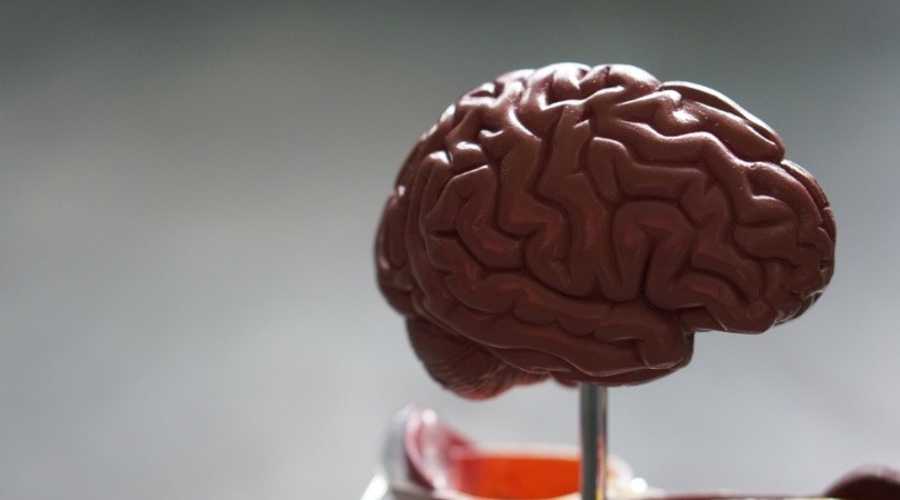 #PROTÓN ¿Por qué se celebra hoy el Día Mundial del Cerebro?