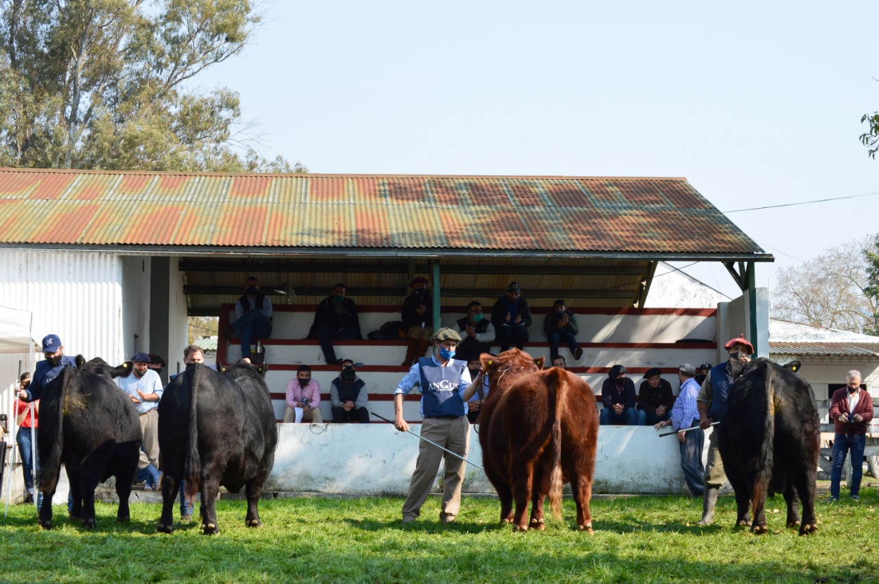 Angus Argentina realizó en nuestra provincia la primera Jura del circuito nacional 