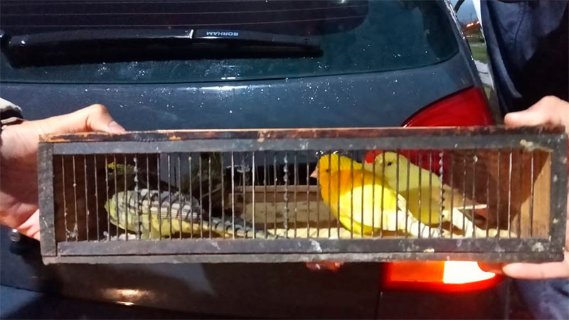 Detenido por comercializar aves